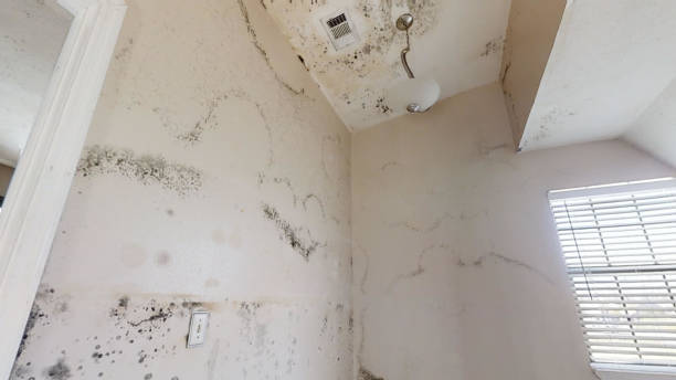 Best Attic Mold Removal  in , GA