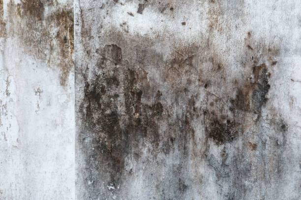  , GA Mold Removal Pros