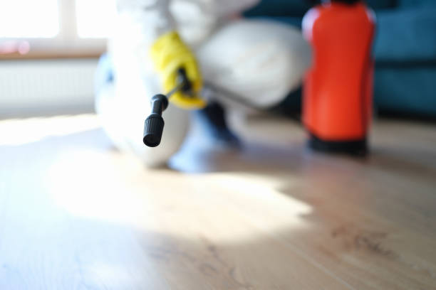 Best Black Mold Removal  in , GA