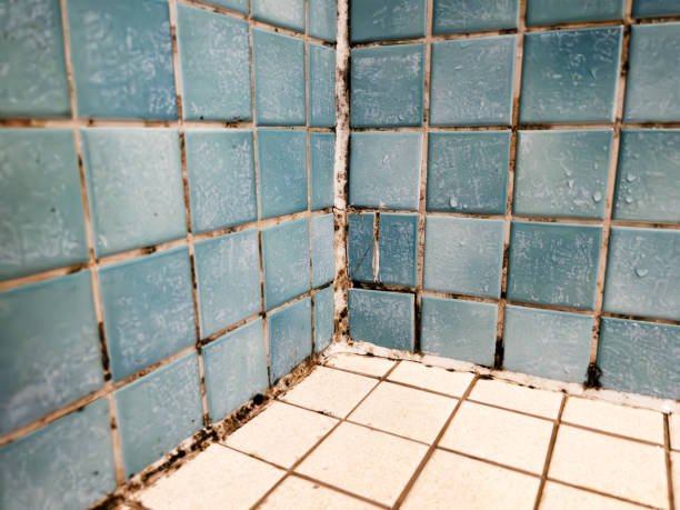 Best Mold Remediation for Healthcare Facilities  in , GA