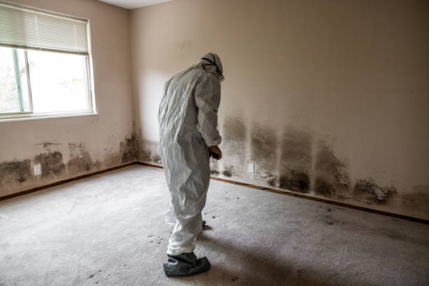 Best Mold Damage Restoration  in , GA